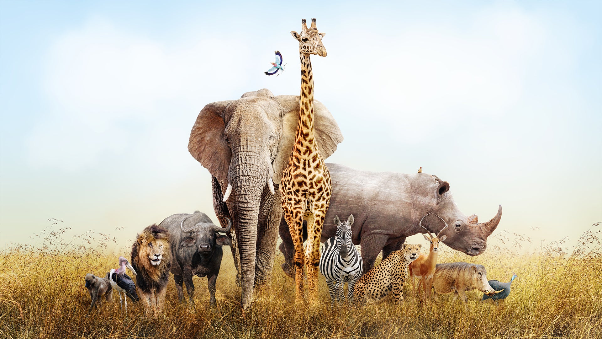 Animals wallpaper for kids