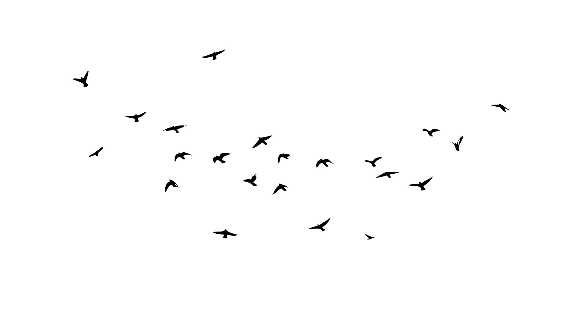 Flock of Flying Birds