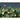 Vrindavan at night pichwai wallpaper with moon, sacred cows and trees