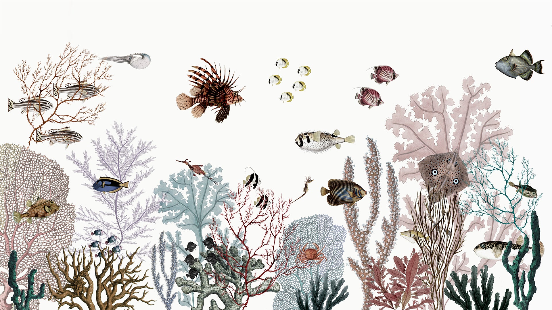 Underwater Ecosystem Wallpaper with Marine Life and Cora